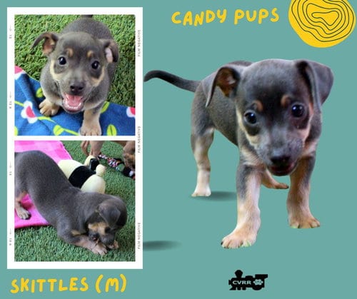Photo of Skittles (Puppy), adoptable Terrier in Lindsay, California