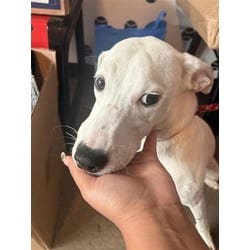 Photo of Winifred, adoptable Mixed Breed (Medium) in New Castle, Delaware
