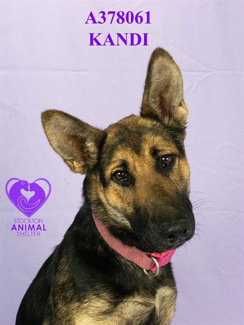 Photo of Kandi, adoptable German Shepherd Dog in Stockton, California