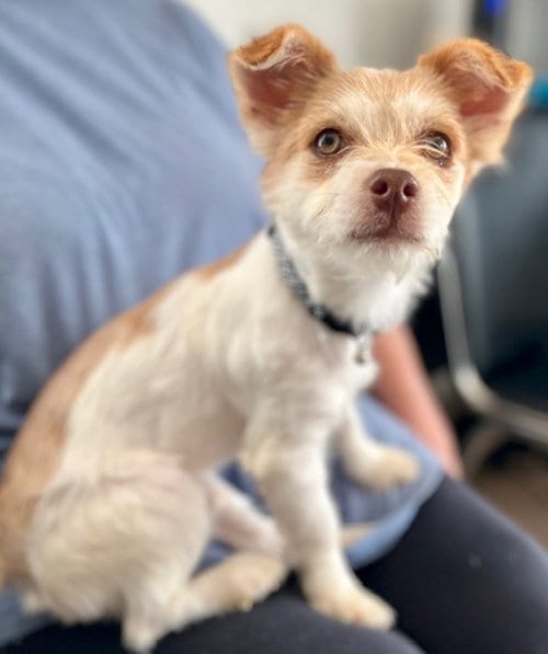 Photo of Sancho, adoptable Terrier in Bellevue, Washington