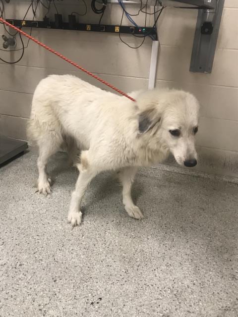 Photo of A433533, adoptable Great Pyrenees in Conroe, Texas