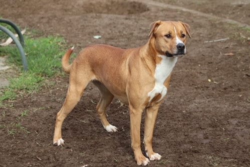 Photo of Jan, adoptable Pit Bull Terrier in Bakersfield, California