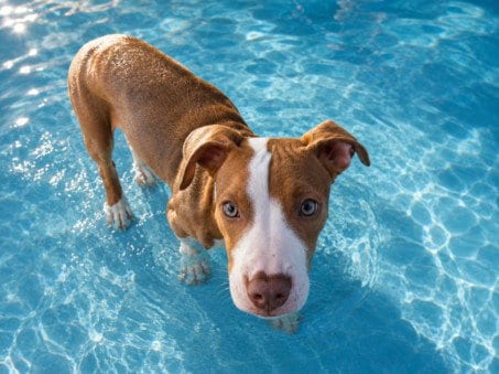 Photo of Mills, adoptable Pit Bull Terrier in San Pedro, California