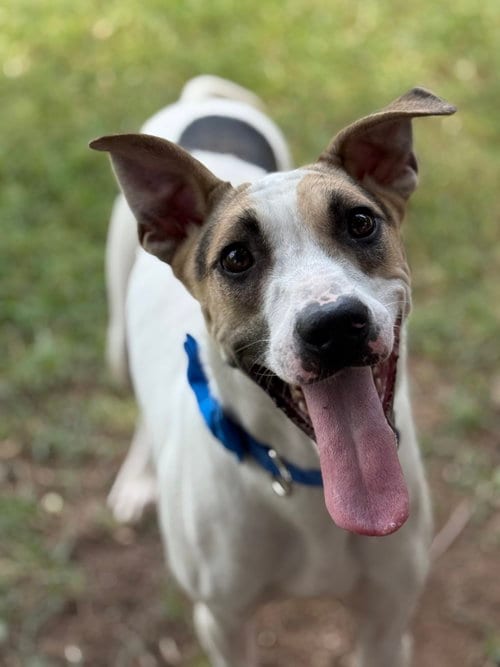 Photo of Horus, adoptable Pointer in Phoenix, Arizona
