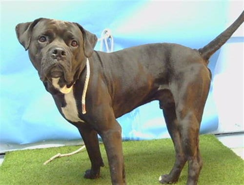 Photo of Clifford, adoptable Cane Corso Mastiff in Gardena, California