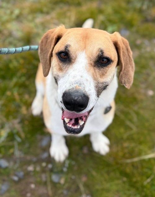 Photo of Malfoy, adoptable Basset Hound in Yreka, California