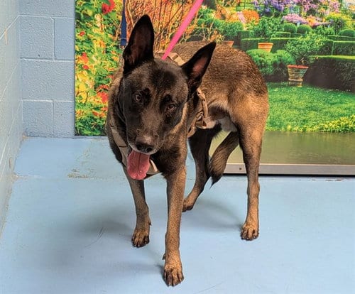 Photo of Toronto, adoptable Belgian Shepherd Malinois in Moreno Valley, California