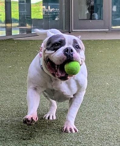 Photo of Cony, adoptable American Bulldog in San Martin, California