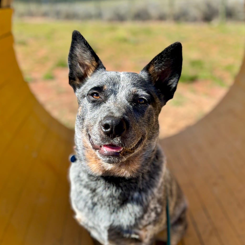 Photo of Hooch, adoptable Queensland Heeler in Glenwood Springs, Colorado
