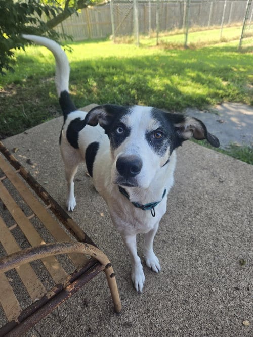 Photo of Buddy Elf, adoptable Hound in Boston, Kentucky