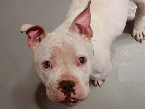 Photo of Puddles, adoptable Pit Bull Terrier in Denver, Colorado