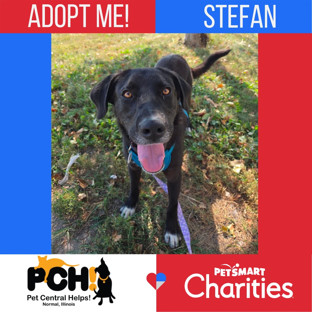Photo of Stefan, adoptable Retriever, Labrador / Mix in Normal, Illinois