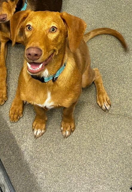 Photo of Meyers 6mo AVA 9/16, adoptable Labrador Retriever in Sterling, Massachusetts