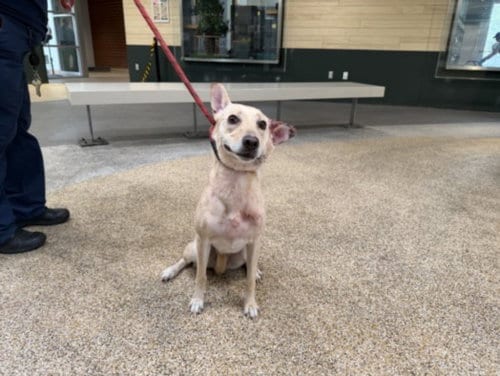 Photo of Nala, adoptable Carolina Dog in Los Angeles, California