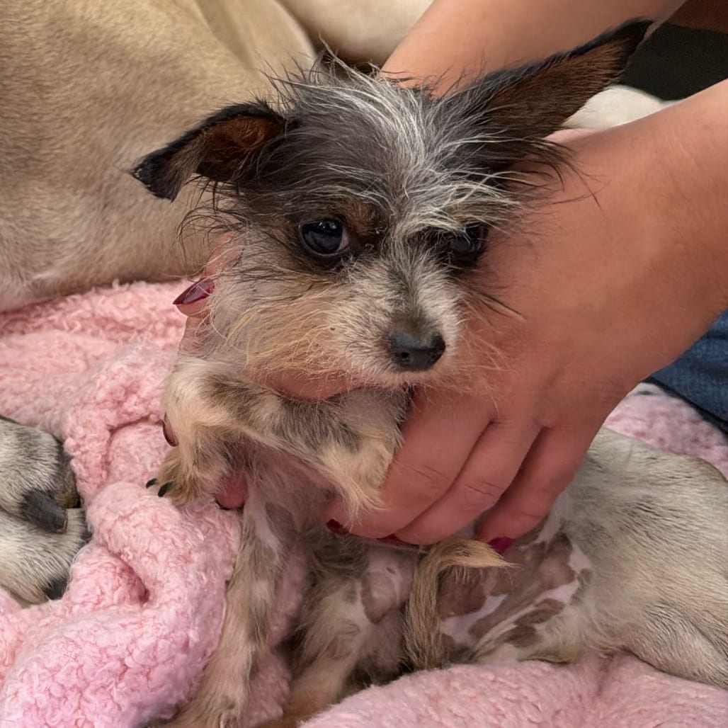Photo of Static, adoptable Chinese Crested Dog in Houston, Texas