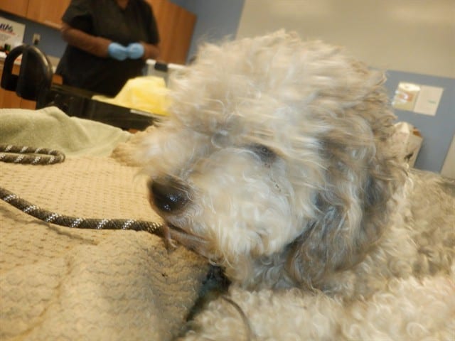 Photo of Senior Poodle - Miniature mix, adoptable Poodle - Miniature mix in San José, California