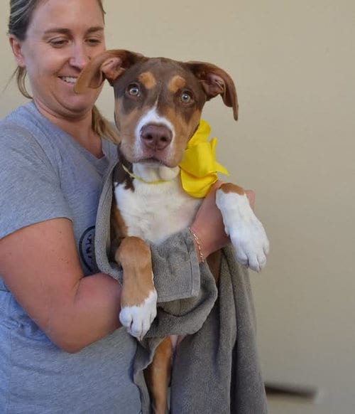 Photo of Pennywise, adoptable American Pit Bull Terrier in McKinney, Texas