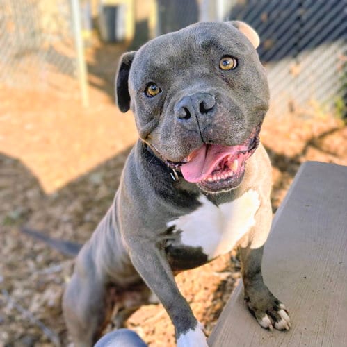 Photo of Boomer, adoptable American Bulldog in Oakland, California