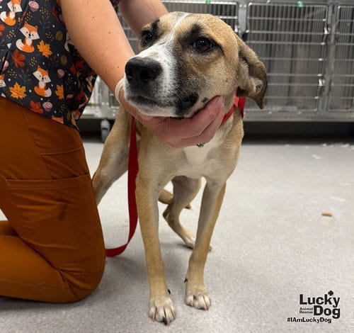 Photo of Debbie, adoptable Terrier in Washington, District of Columbia