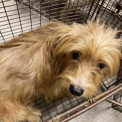 Photo of A614797, adoptable Yorkshire Terrier Yorkie in Modesto, California