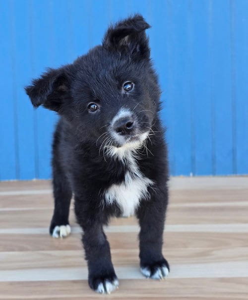 Photo of Sugar, adoptable Husky in Sedalia, Colorado