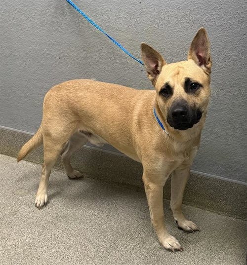 Photo of Ark Bark, adoptable German Shepherd Dog in Las Vegas, Nevada
