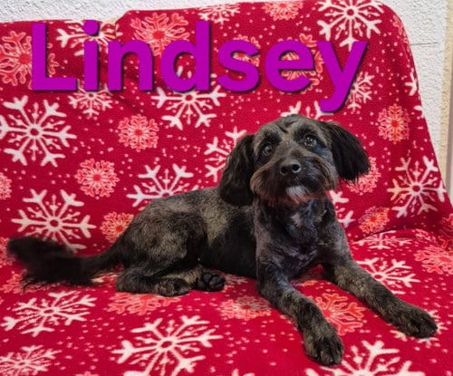 Photo of Lindsey, adoptable Poodle (Miniature) in Imperial, Missouri