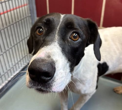 Photo of Mercy, adoptable Pointer in Houston, Texas