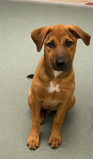 Photo of George, adoptable Black Mouth Cur in Baytown, Texas