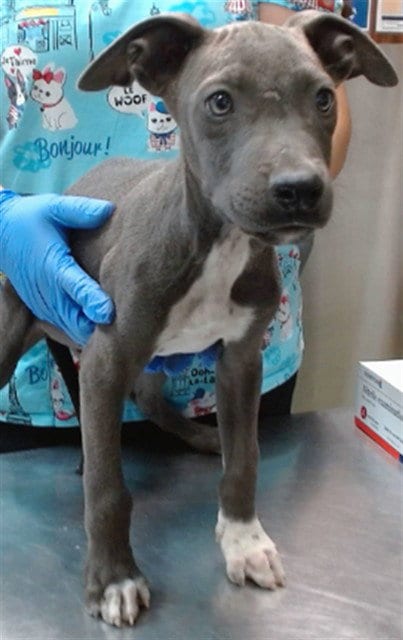 Photo of Tonnie, adoptable Pit Bull Terrier in San Bernardino, California