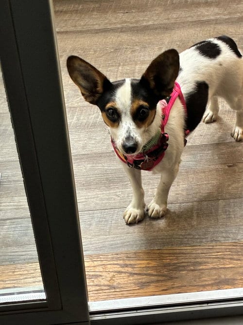 Photo of Molly, adoptable Jack Russell Terrier in Springdale, Pennsylvania