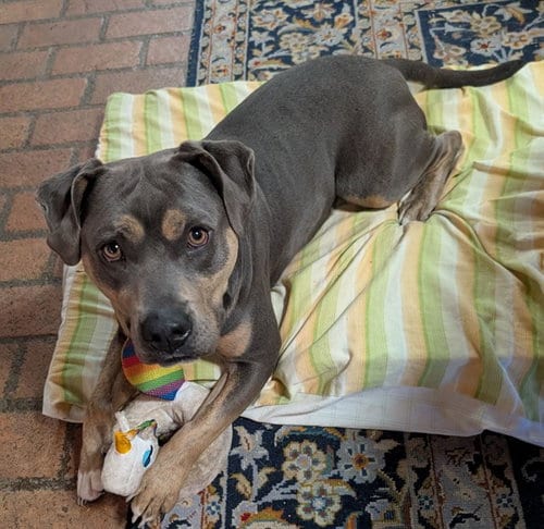 Photo of Ticonderoga, adoptable American Staffordshire Terrier in Albuquerque, New Mexico
