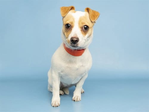Photo of Belly, adoptable Chihuahua in Phoenix, Arizona
