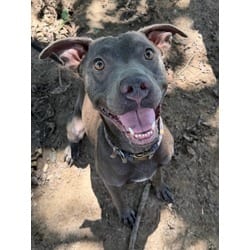 Photo of Vesta, adoptable Boxer Terrier (Unknown Type, Medium) in Johnston, Rhode Island