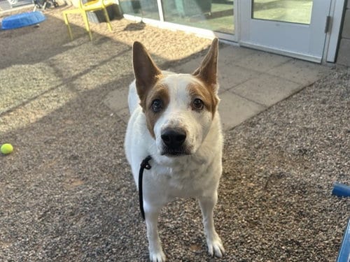 Photo of Pongo, adoptable Australian Shepherd in Mesa, Arizona