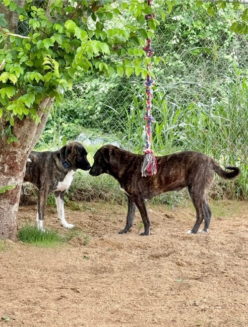 Photo of Bryn & Reba, adoptable Treeing Walker Coonhound in Alvin, Texas