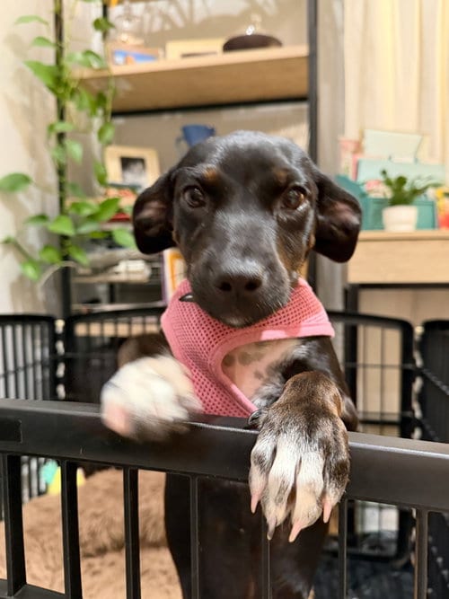 Photo of Gussie, adoptable Labrador Retriever in Tarrytown, Georgia