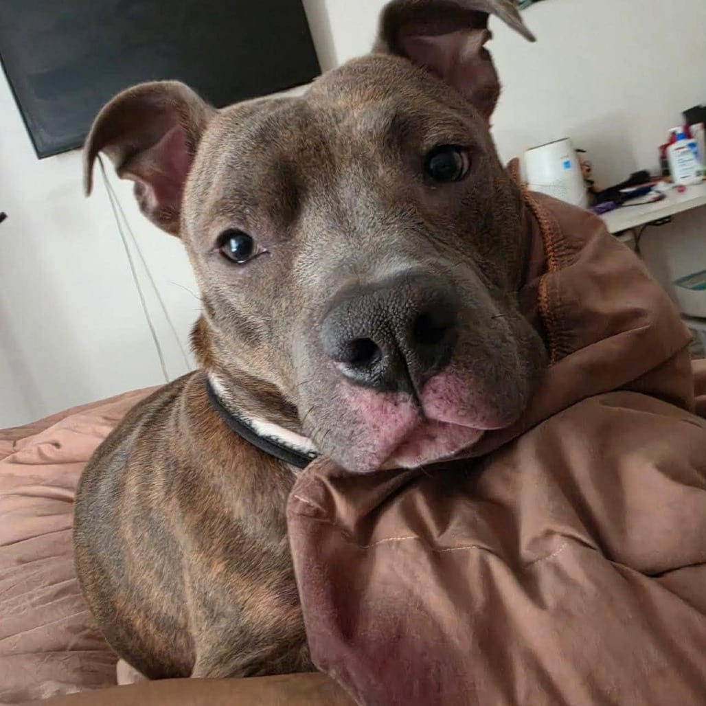 Photo of Kellan, adoptable Terrier, American Staffordshire / Mixed Breed (Medium) in Whitestone, New York