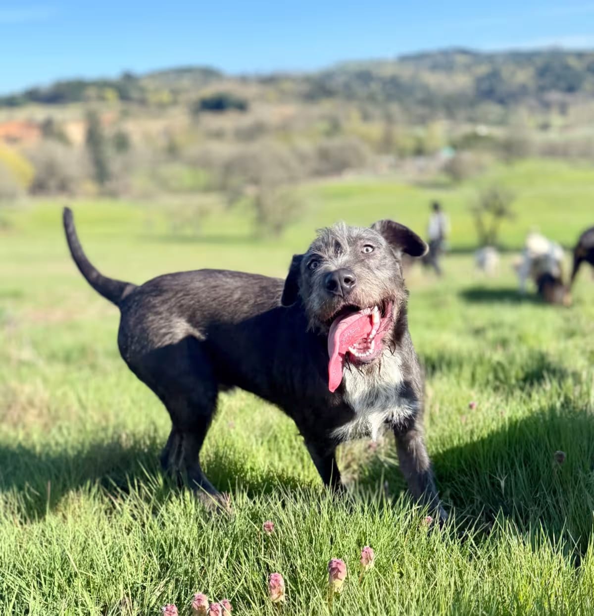 Photo of Caesar, adoptable Schnauzer (Standard)/Labrador Retriever in Salem, Oregon