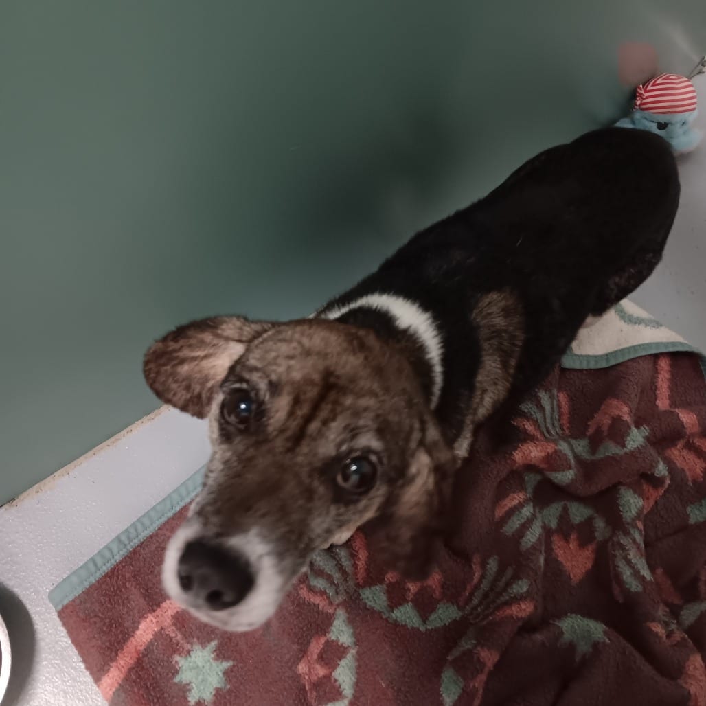 Photo of George, adoptable Beagle in Fairfax Station, Virginia