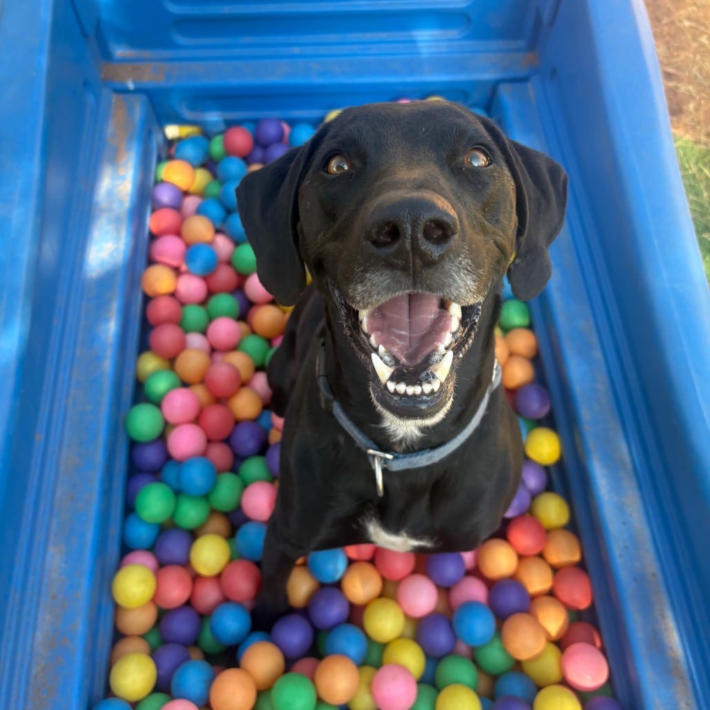 Photo of Finn, adoptable Retriever, Labrador / Mix in Kanab, Utah