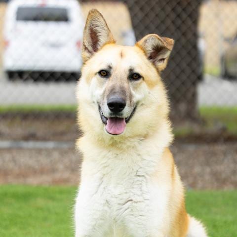 Photo of Ozzie, adoptable German Shepherd Dog in Camarillo, California