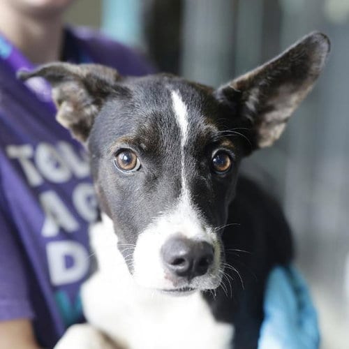 Photo of Hemmy, adoptable Terrier in San Antonio, Texas
