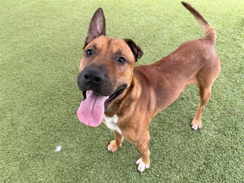 Photo of King, adoptable Belgian Shepherd Malinois in Garland, Texas