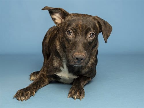 Photo of Lilo, adoptable American Pit Bull Terrier in Phoenix, Arizona