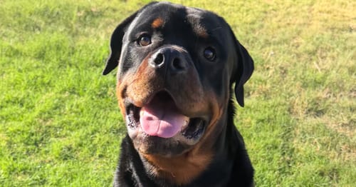 Photo of Koda, adoptable Rottweiler in Gilbert, Arizona