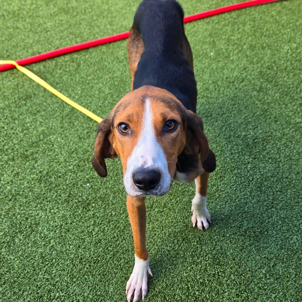 Photo of Jasper, adoptable Beagle in Jacksonville, North Carolina