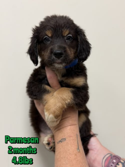 Photo of Parmesan, adoptable Unknown breed in Holbrook, New York