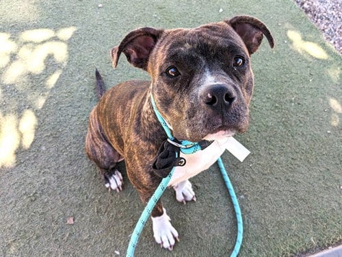 Photo of Lydia, adoptable Staffordshire Bull Terrier in Phoenix, Arizona