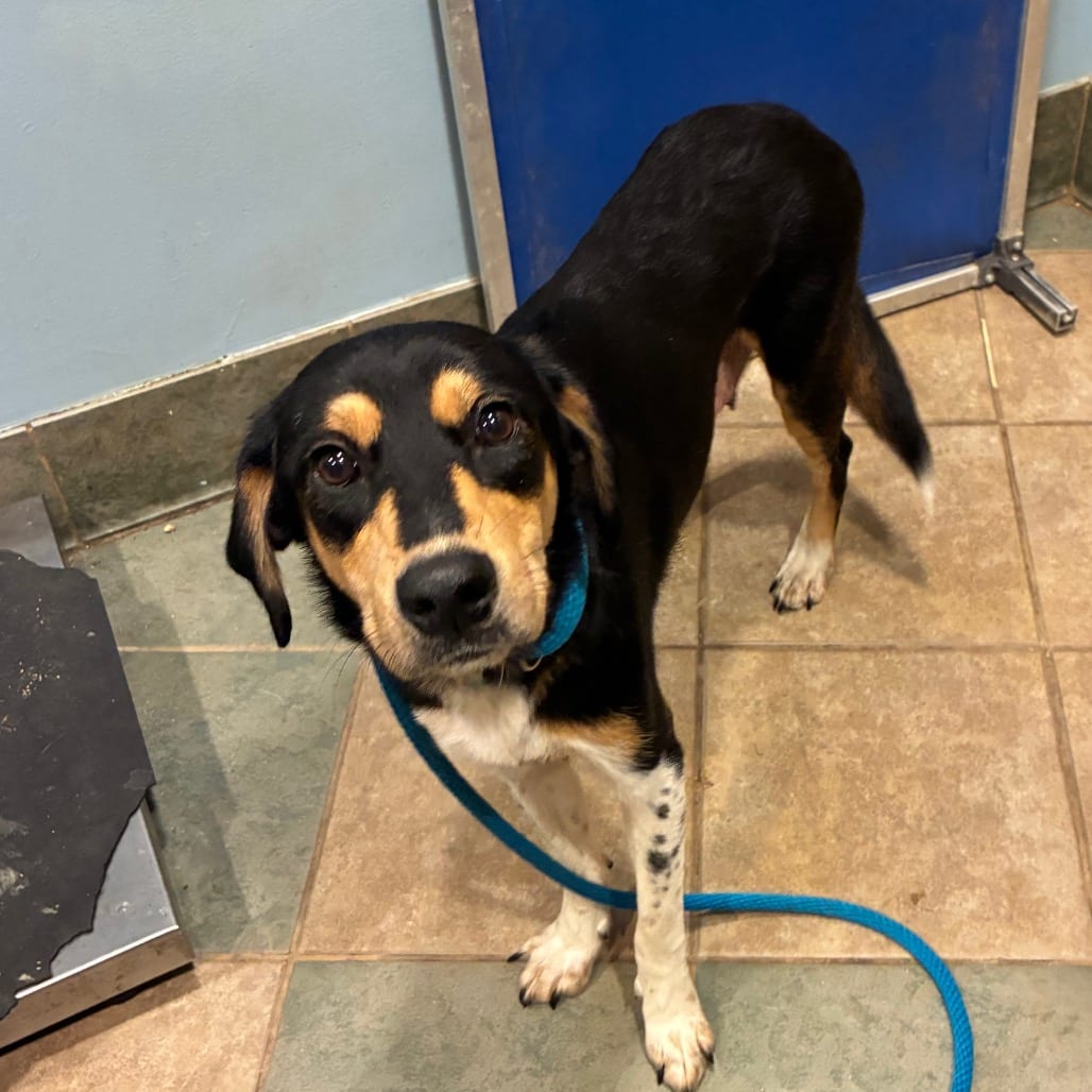 Photo of Rosemary, adoptable Mixed Breed (Medium) in Chattanooga, Tennessee